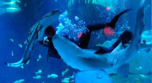 绿蛙看台进驻多彩贵州城贵阳龙川极地海洋世界