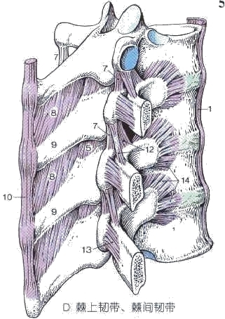 坐姿分析和看台座椅设计的知识