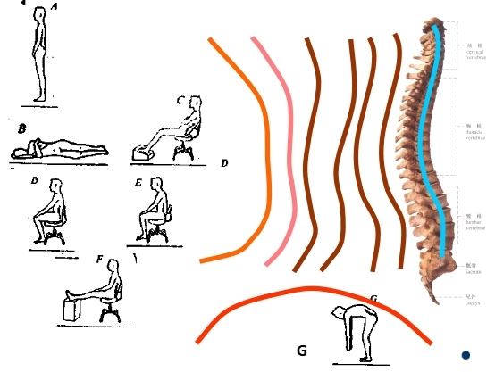 坐姿分析和看台座椅设计的知识