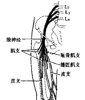 坐姿分析和看台座椅设计的知识