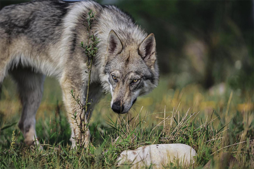 绿蛙看台最新打造圆形看台,演绎狼道传说